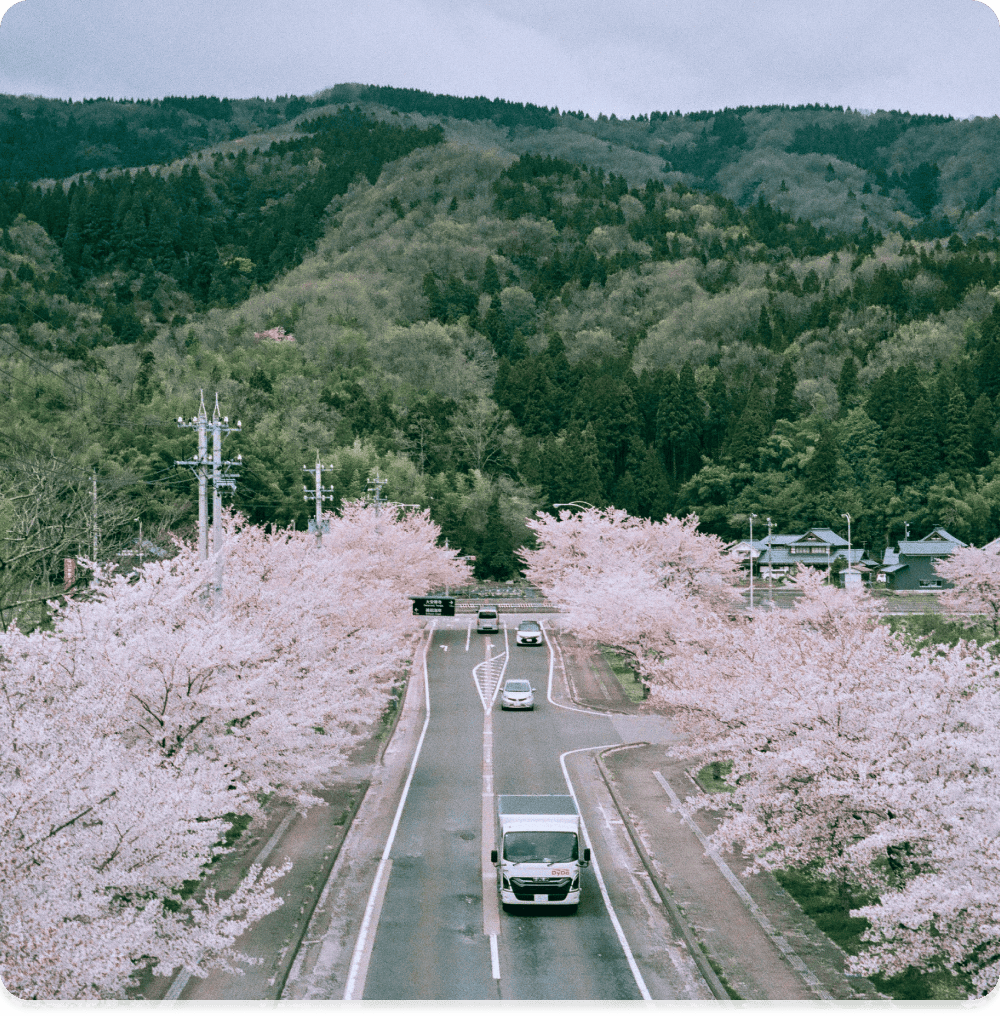 満開の桜が咲く福井の街並み